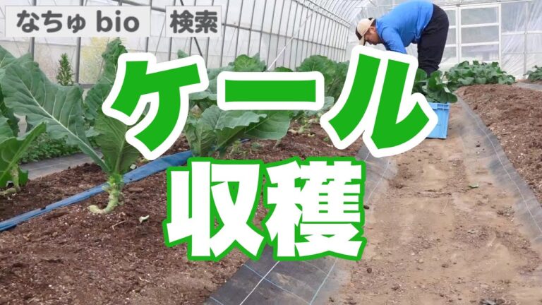 「でっかい葉！これが青汁作りの最初」ケールの収穫【農家直送本格的な味】