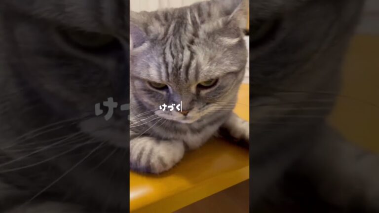 #はなこ#ちくわ#たまご#10月26日#猫のいる暮らし#猫好きさんと繋がりたい#猫のいる生活 #ねこのたまご