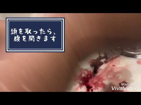 まな板も包丁も要らない、イワシのさばき方。「イワシの手開き」