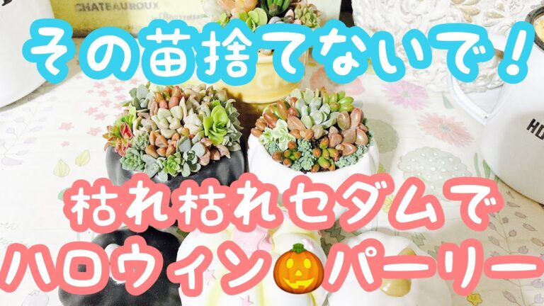 【多肉植物】枯れ枯れの苗と100均のパンプキンポットでハロウィン🎃ちまちま寄せ❣️