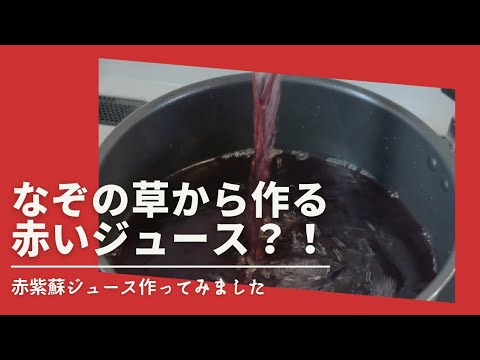 とある草からルビー色のジュースが？！赤紫蘇ジュースの作り方