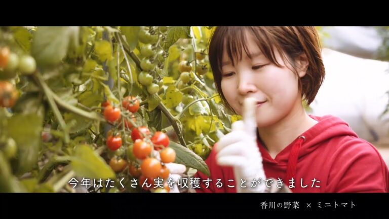 香川の野菜　「ミニトマト」編　＃香川の野菜　＃農業　＃レシピ