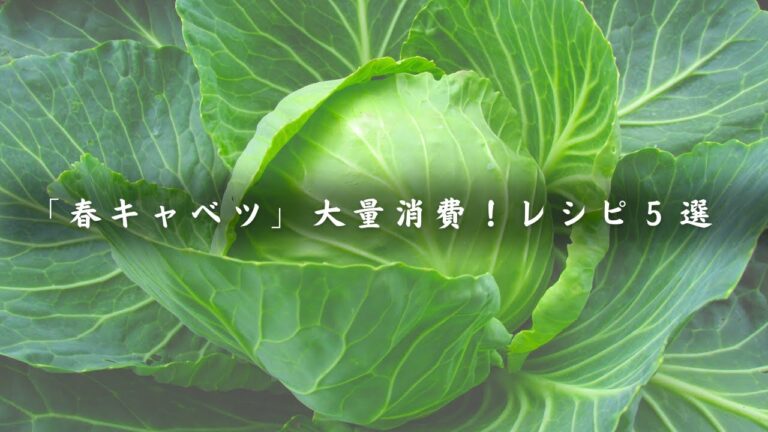 【大量消費】「春キャベツ」を使い倒す！低糖質レシピ５選☆
