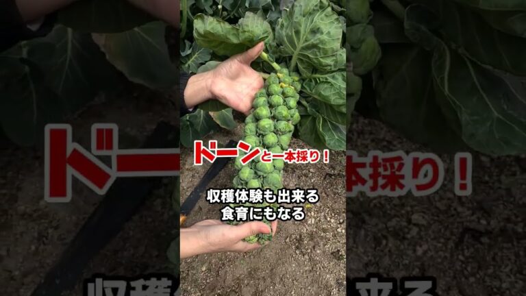 芽キャベツ収穫　意外と知られていない秘密！#芽キャベツ栽培 #家庭菜園 #shorts
