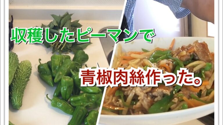 収穫したピーマンで青椒肉絲作った。