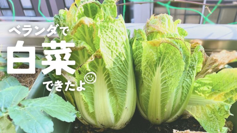 【白菜】意外と簡単、初めての白菜栽培