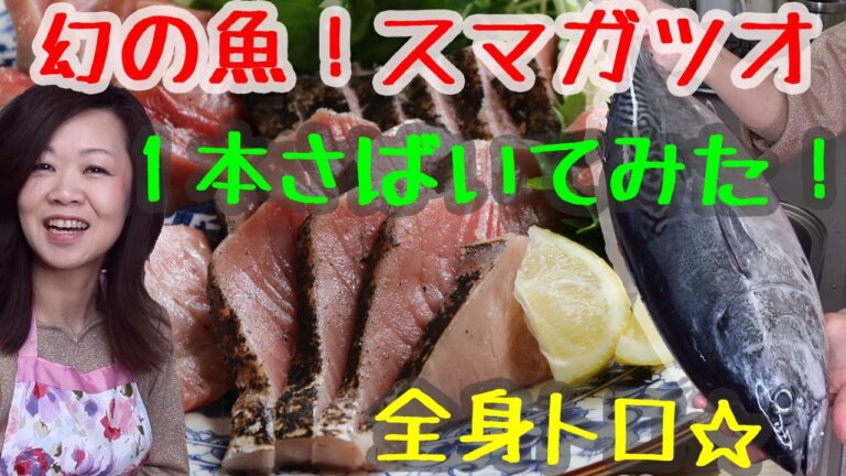 幻の魚！ スマガツオ  1本捌いてみたら全身トロ！！本マグロにも引け劣らない　Phantom fish