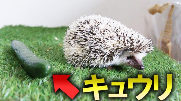 【ドッキリ】きゅうりをハリネズミの後ろに置いたらどれくらい驚くの？