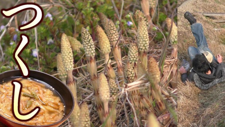 つくし採って食べる。味噌汁。春の味。うまいぞ。　簡単、つくしの味噌汁の作り方。つくしの採り方。つくしの食べ方。　山菜。野草。山菜採り。　男の料理。レシピ。