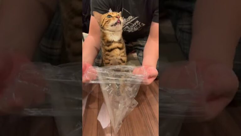 吐く前に鳴いて教えてくれる猫さん #shorts