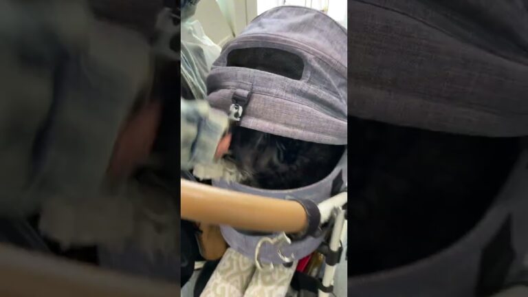 【再会】大好きだった元同居人のことは何年経っても大好きな犬【シュナウザージジトト】 #shorts