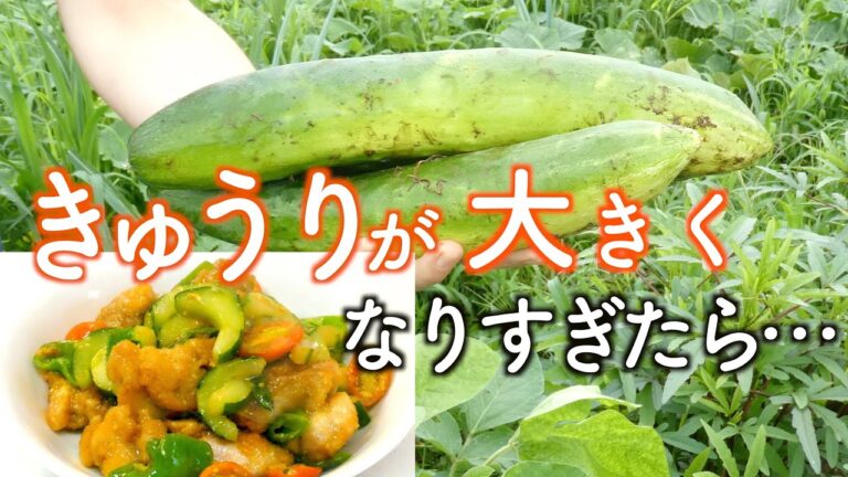 きゅうり簡単レシピ 【きゅうりでみそ炒め】Cucumber simple recipe [fried cucumber with miso]