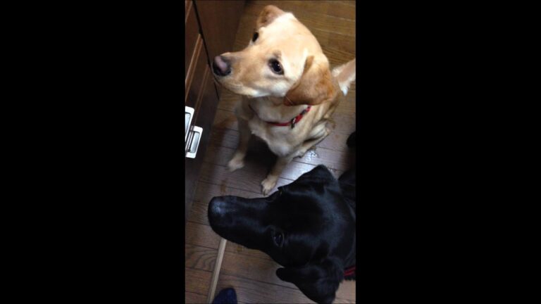 ラブラドール：ぐり＆ニコ。いちごの踊り食いを楽しむ。