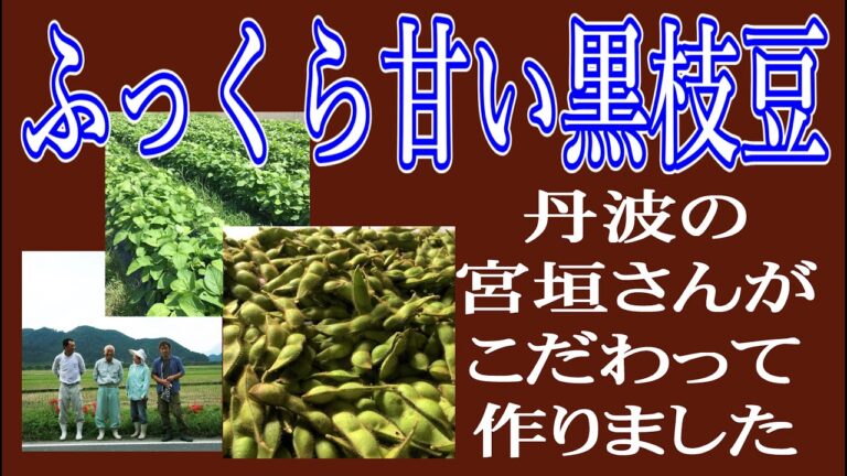 宮垣さんの黒枝豆