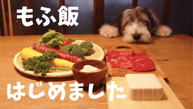 頭に入ってこない牛肉・野菜たっぷり犬ご飯レシピ｜Dog rice recipe with plenty of beef and vegetables