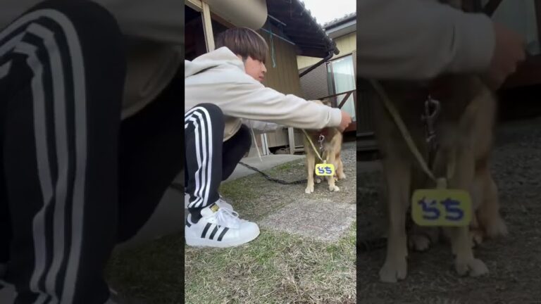 こうすれば良いのに…#shorts