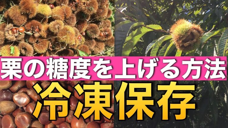 【栗の冷凍保存】栗の糖度を上げる方法