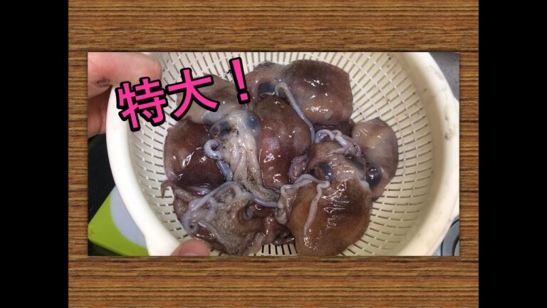 【料理編】ミミイカの仲間、ボウズイカを食べてみた。