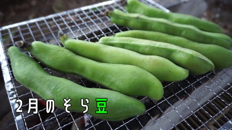 そら豆を皮ごと焼いてビールで楽しむ動画【キャンプ飯】【鹿児島産】【U字溝バーベキュー】