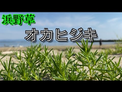丘に生えるヒジキ【オカヒジキ】浜野草その他…
