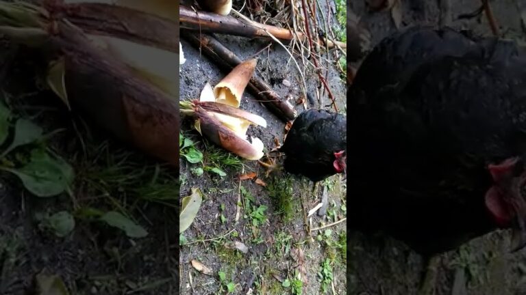 #タケノコ#下処理