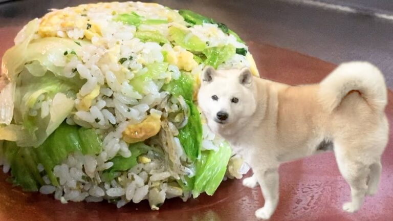 自慢の和風レタスチャーハン＆ご機嫌な柴犬