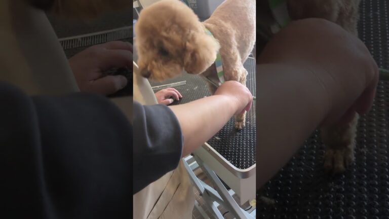 🐶プードル🍓ハルちゃん💕「夏野菜オクラの天ぷらって美味しいです✨」