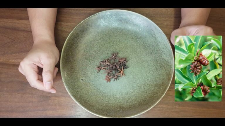 【SPICE04】八角とは(STAR ANISE)