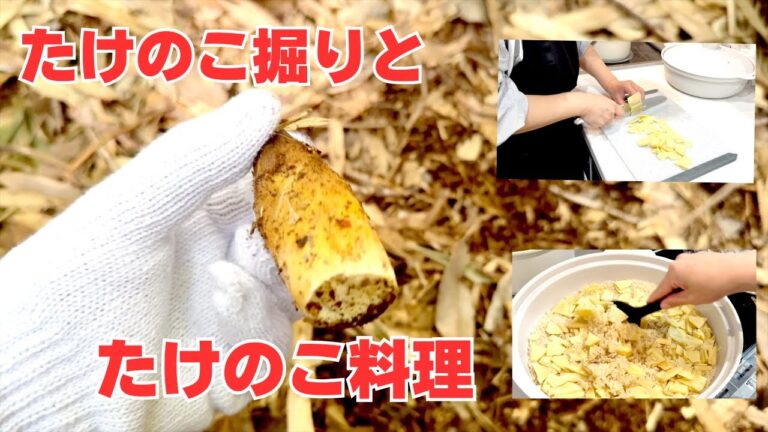【子供達とたけのこ掘り】行ったらちっちゃいのがいっぱい採れた/たけのこの下処理とたけのこ料理/レシピ紹介/土鍋ごはん/旬のたけのこ