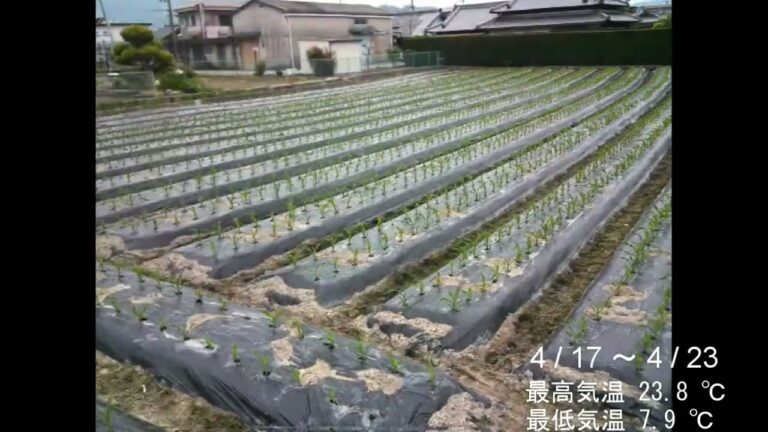 トウモロコシ栽培　タイムラプス　48秒動画