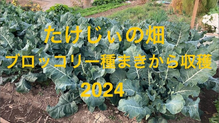 ブロッコリー2024  二段階の収穫方法