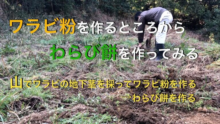 ワラビ粉を作るところからわらび餅を作ってみた