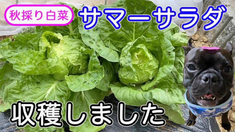 【家庭菜園】秋どりの白菜を収穫しました