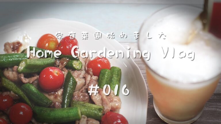 真夏の収穫 ～豚肉と丸オクラとミニトマトの甘酢炒め～【家庭菜園はじめました】Home Gardening Vlog #016