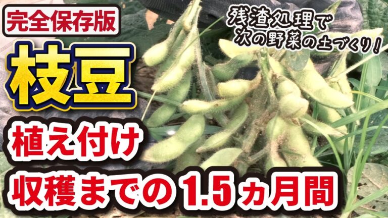 【完全保存版】ダイソー商品で枝豆を植え付け〜収穫まで【計62日間】