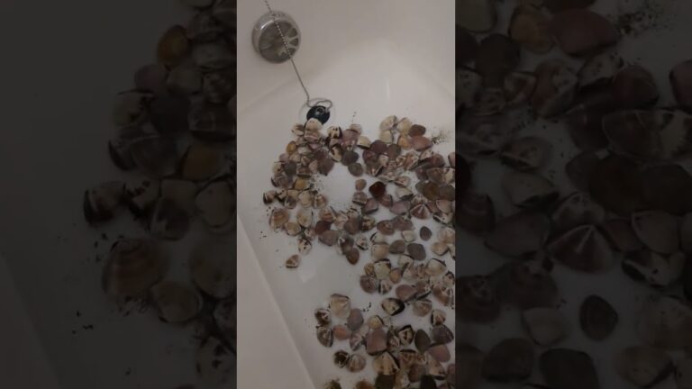 ハマグリ　砂抜き