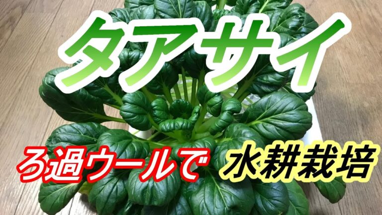 タアサイ 種まき～収穫　ろ過ウールで【水耕栽培】