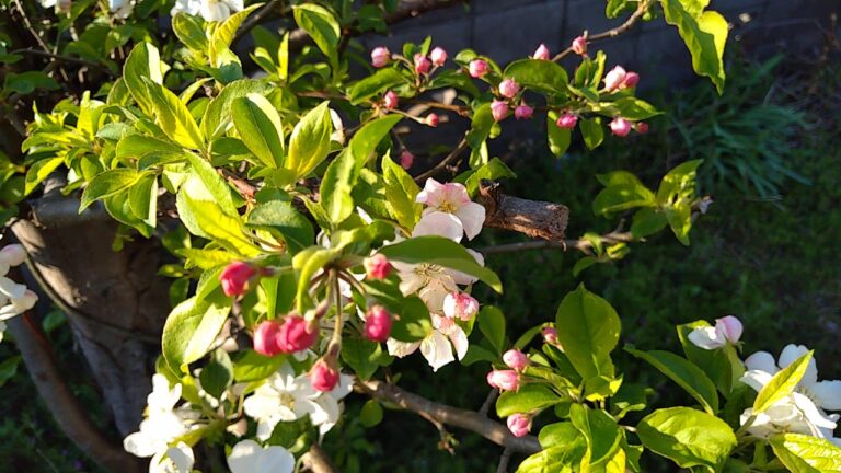 眩しい姫リンゴの花々
