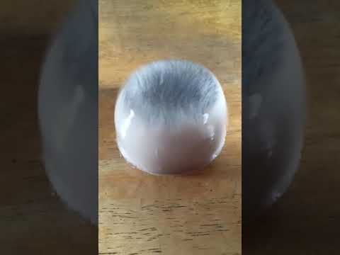 黒ごまプリンをぺちぺちする動画