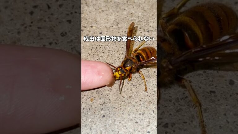 瀕死のキイロスズメバチの女王様に遭遇。私は京都の週末養蜂家！ #Shorts