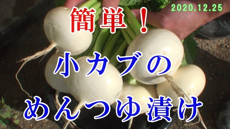 簡単！小カブのめんつゆ漬け