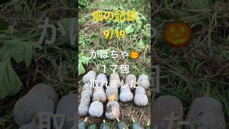 [畑の記録9/19]島かぼちゃの収穫　１７個取ったどー