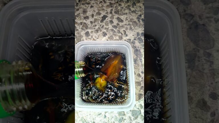 アオリイカの沖漬け#fishing #squid#アオリイカ #エギング