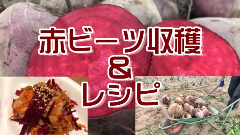 赤ビーツを収穫し、簡単レシピ 紹介　赤ビーツキムチや定番のピクルス
