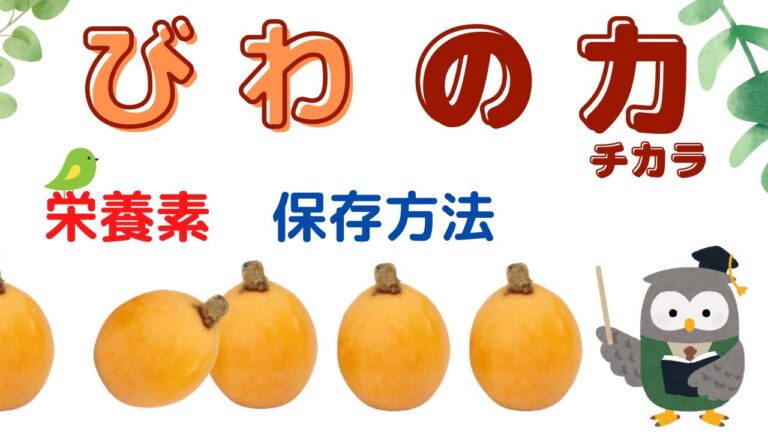【びわの力】びわの栄養素や保存方法などを分かりやすく紹介
