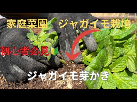 【家庭菜園】ジャガイモ芽かき　初心者でもわかりやすく解説