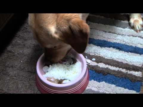 犬の手作りごはん：ご飯が楽しみすぎてテンションが上がる犬たち！