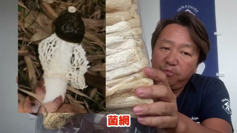 2024/9/28【豊洲市場】山茂／『きぬがさ茸』