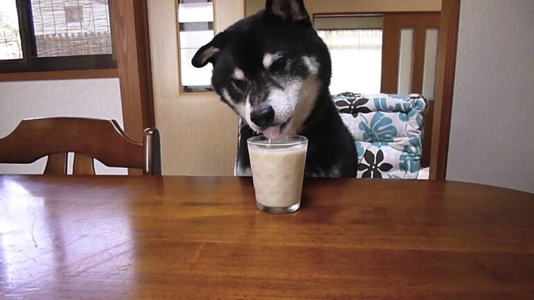 黒柴クロ 犬ごはん バナナスムージー Shiba Inu Kuro Eats Banana Smoothie