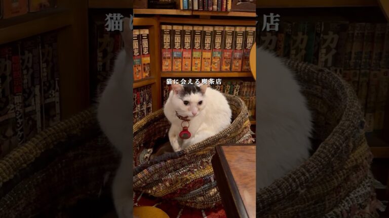 【東京 新宿】ここ知ってる？🐈‍⬛猫に会える喫茶店🐈コスパ◎